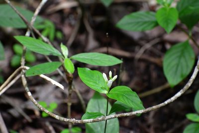 Spigelia humboldtiana, photographed by Neptalí Ramírez Marcial