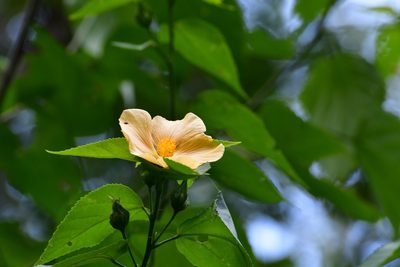 Dendrosida sharpiana, photographed by Neptalí Ramírez Marcial