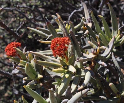 Crassula macowaniana, photographed by Tony Rebelo