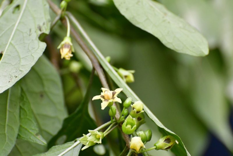 Physalis melanocystis, photographed by Neptalí Ramírez Marcial