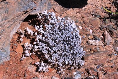 Helichrysum obtusum, photographed by Tony Rebelo