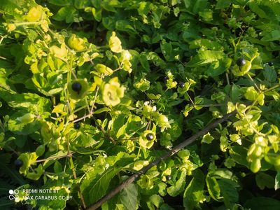 Silene baccifera, photographed by Maxim Shashkov