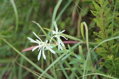 Euphorbia bicolor, photographed by Rich Sommer
