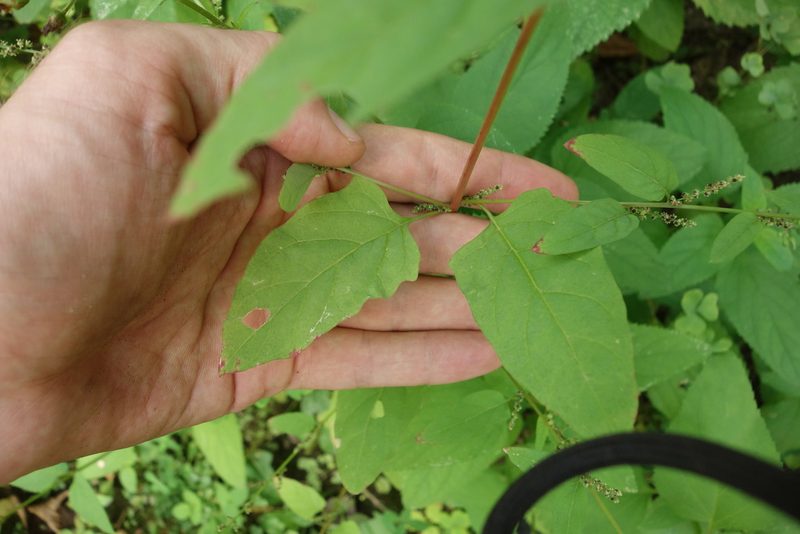 Lipandra polysperma, photographed by Aleksei Baushev