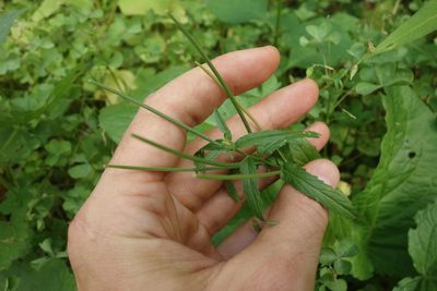 Epilobium tetragonum, photographed by Aleksei Baushev