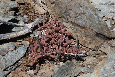 Eberlanzia cyathiformis, photographed by Tony Rebelo