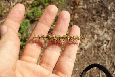Setaria verticillata, photographed by Aleksei Baushev