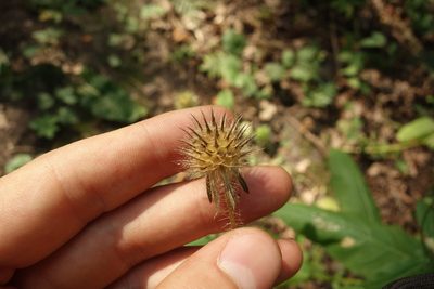 Dipsacus pilosus, photographed by Aleksei Baushev