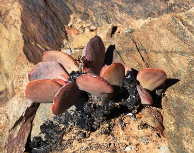 Adromischus alstonii, photographed by Tony Rebelo