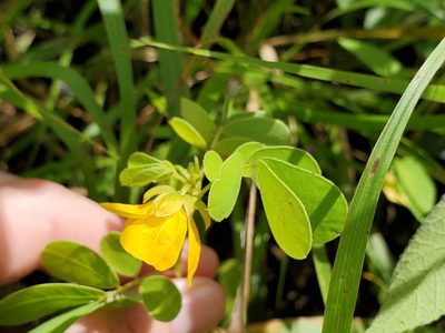 Senna obtusifolia, photographed by Samuel A Schmid, PhD, PWS