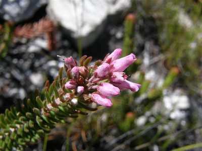 Erica insolitanthera, photographed by Klaus Wehrlin
