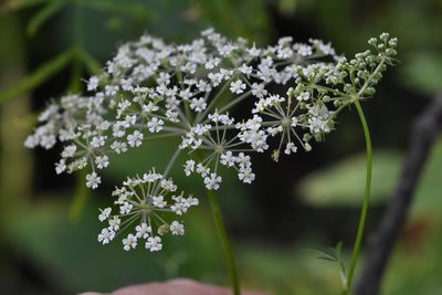 Peucedanum palustre, photographed by Марина Садыкова