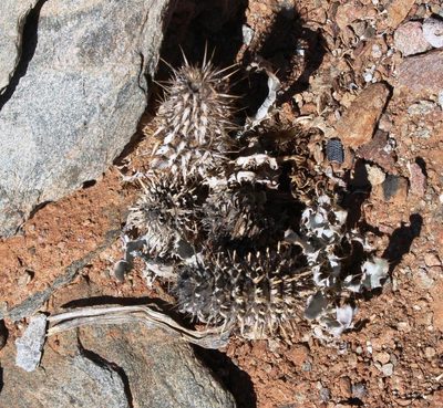Acanthopsis ludoviciana, photographed by Tony Rebelo