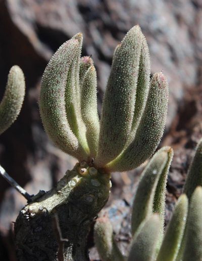 Tylecodon rubrovenosus, photographed by Tony Rebelo