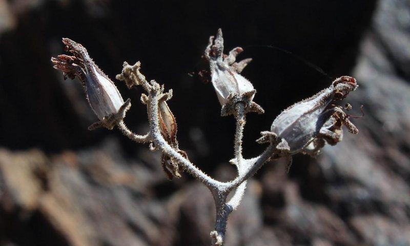 Tylecodon rubrovenosus, photographed by Tony Rebelo