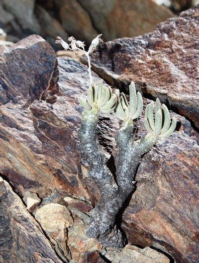 Tylecodon rubrovenosus, photographed by Tony Rebelo