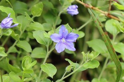 Hydrolea ovata, photographed by Rich Sommer