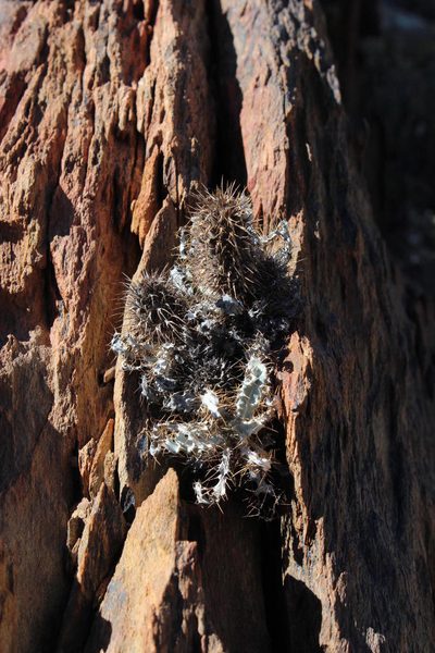 Acanthopsis ludoviciana, photographed by Tony Rebelo