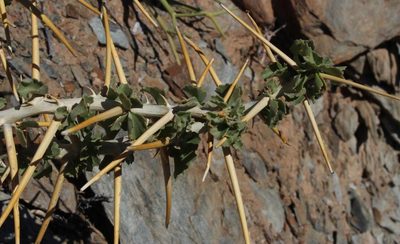 Pelargonium spinosum, photographed by Tony Rebelo