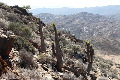 Pachypodium namaquanum, photographed by Tony Rebelo