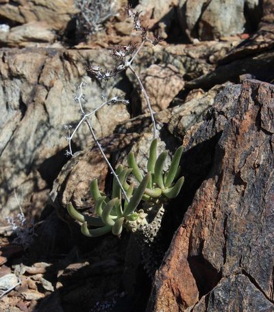 Tylecodon rubrovenosus, photographed by Tony Rebelo