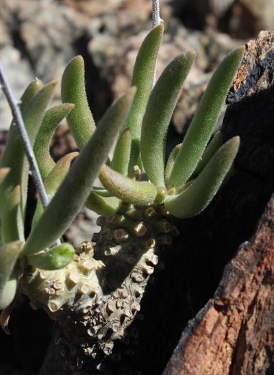 Tylecodon rubrovenosus, photographed by Tony Rebelo