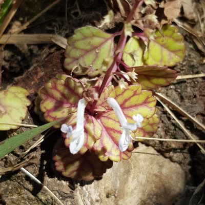 Plectranthus verticillatus, photographed by Margaret Burger