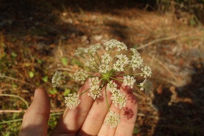 Peucedanum oreoselinum, photographed by Aleksei Baushev