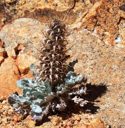 Acanthopsis ludoviciana, photographed by Tony Rebelo