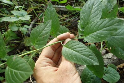 Mentha arvensis, photographed by Aleksei Baushev