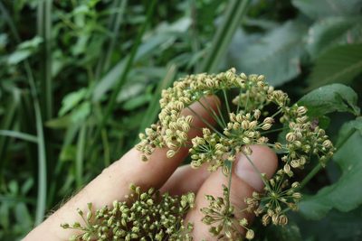 Sium latifolium, photographed by Aleksei Baushev