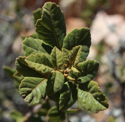 Searsia populifolia, photographed by Tony Rebelo