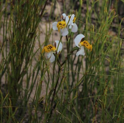 Disa flexuosa, photographed by Tony Rebelo