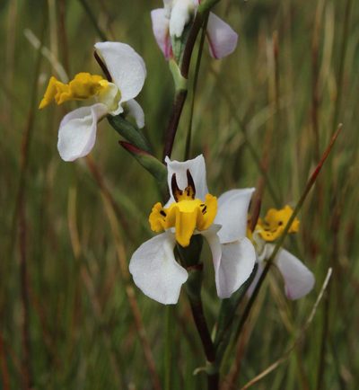 Disa flexuosa, photographed by Tony Rebelo