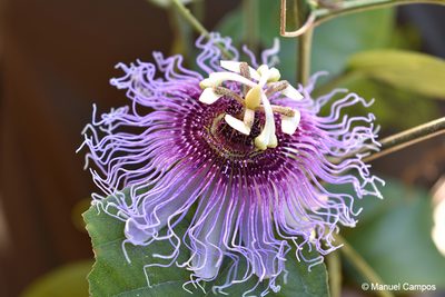 Passiflora serratifolia, photographed by Manuel Campos
