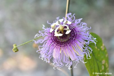 Passiflora serratifolia, photographed by Manuel Campos