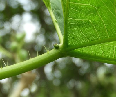 Cnidoscolus sinaloensis, photographed by Francisco Farriols Sarabia