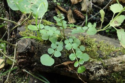 Cardamine dentata, photographed by Aleksei Baushev