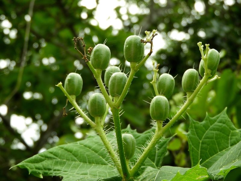 Cnidoscolus sinaloensis, photographed by Francisco Farriols Sarabia