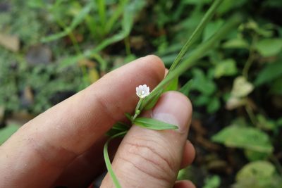 Epilobium palustre, photographed by Aleksei Baushev