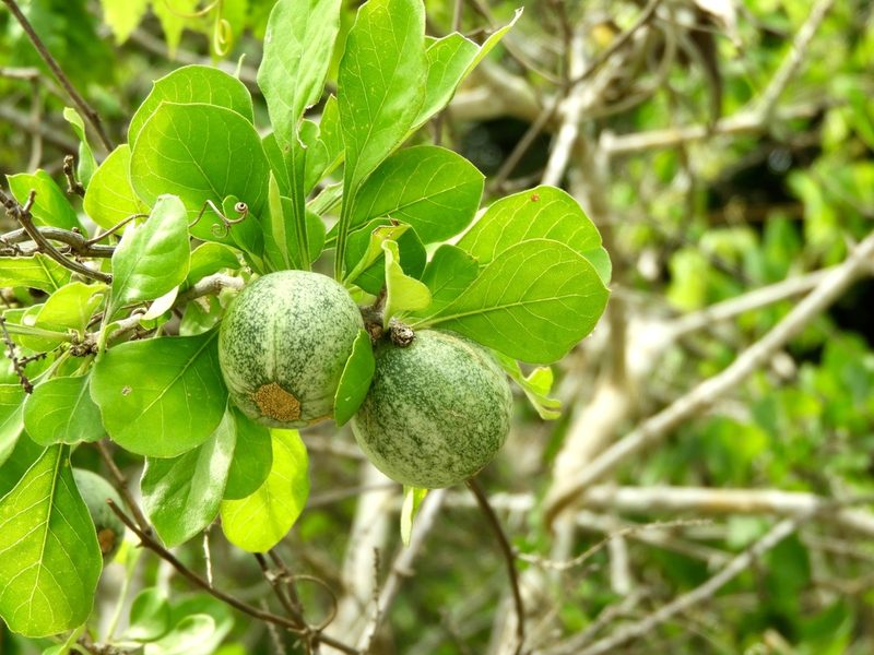 Randia thurberi, photographed by Francisco Farriols Sarabia