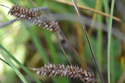 Carex rostrata, photographed by Марина Садыкова