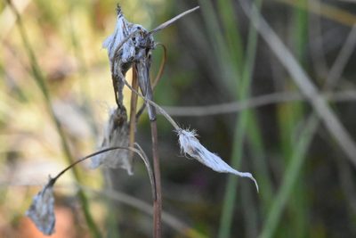 Eriophorum angustifolium, photographed by Марина Садыкова