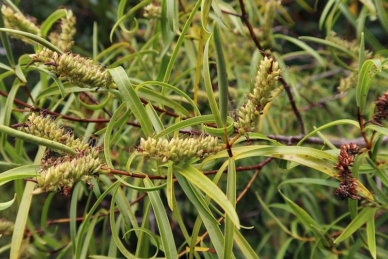Veronica stenophylla, photographed by Duncan Cunningham