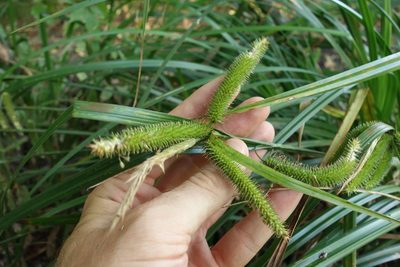 Carex pseudocyperus, photographed by Aleksei Baushev
