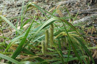 Carex pseudocyperus, photographed by Aleksei Baushev