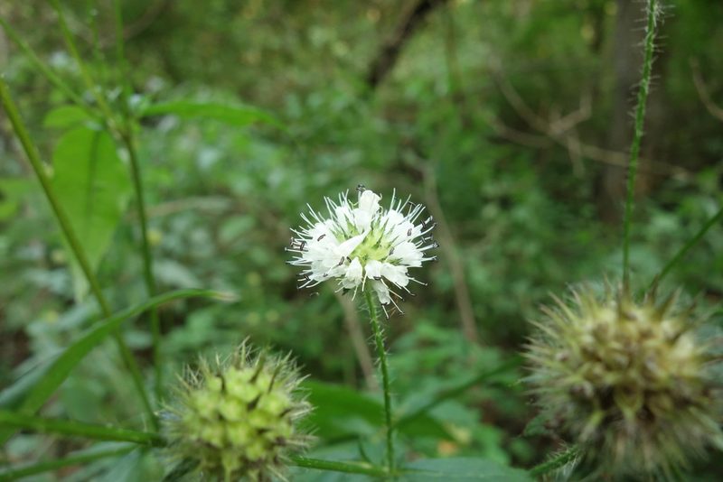 Dipsacus pilosus, photographed by Aleksei Baushev