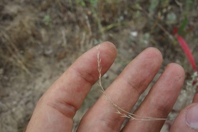 Festuca valesiaca, photographed by Aleksei Baushev