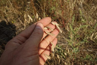 Bromus squarrosus, photographed by Aleksei Baushev