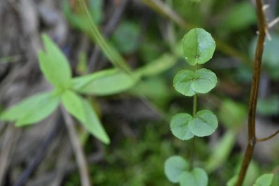 Cardamine dentata, photographed by Марина Садыкова